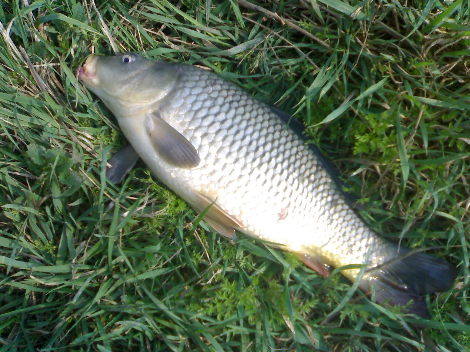 la pescuit - 11042009741.jpg